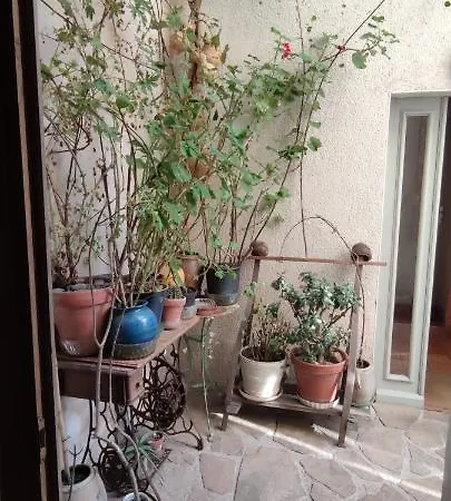 Oasis De Verdure En Centre Daire